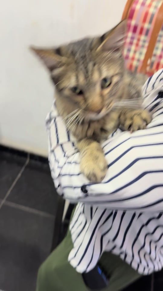 TikTok video thumbnail by anghelocenteno