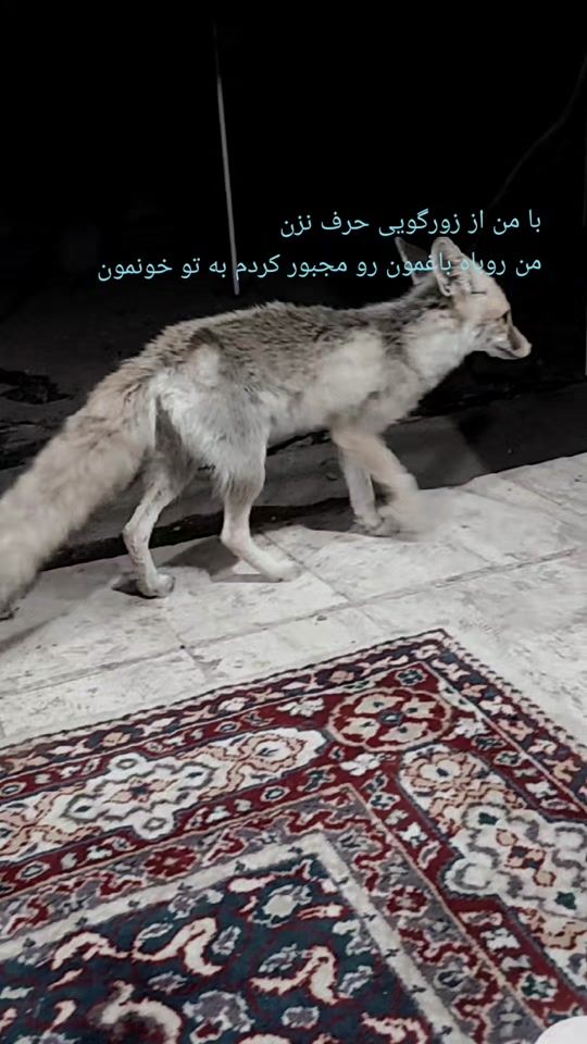 TikTok video thumbnail by setayesh5711