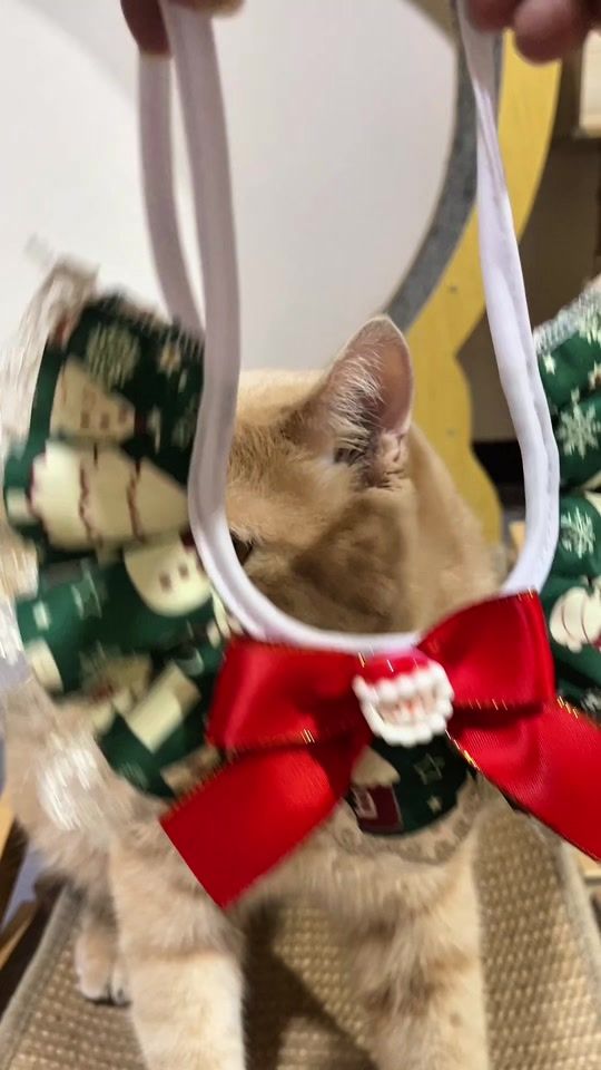 TikTok video thumbnail by afu_taohoo