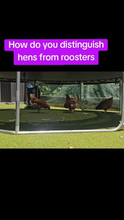 TikTok video thumbnail by hararevibe