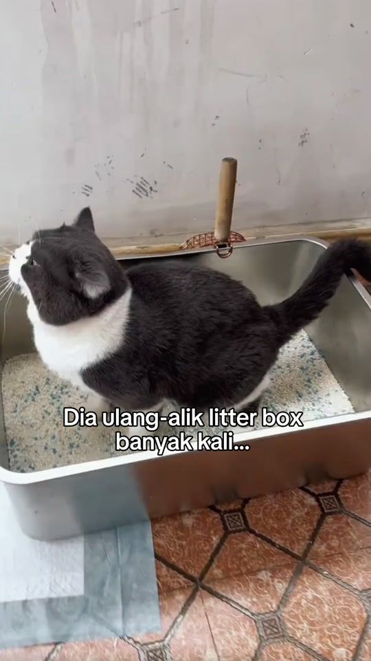 TikTok video thumbnail by pawmisedland