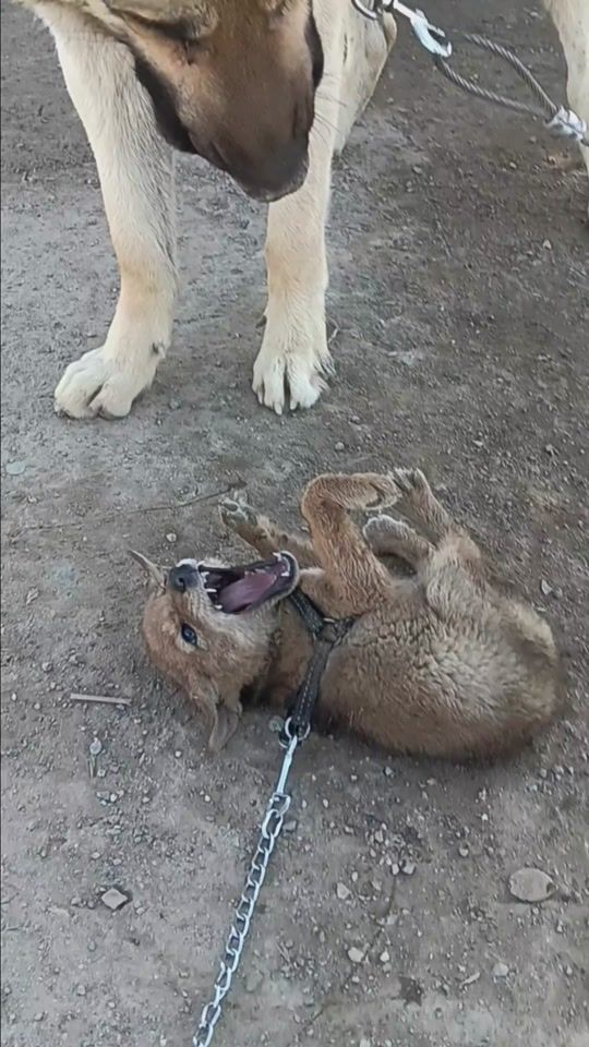 TikTok video thumbnail by yz450f09