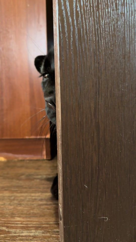 TikTok video thumbnail by luna_the_pantera