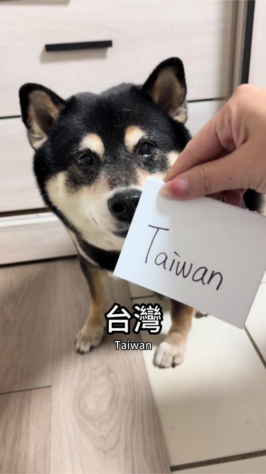 TikTok video thumbnail by sevendog.77