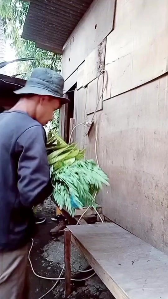 TikTok video thumbnail by faisolrama466