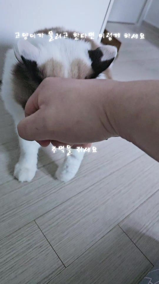 TikTok video thumbnail by thswocjf