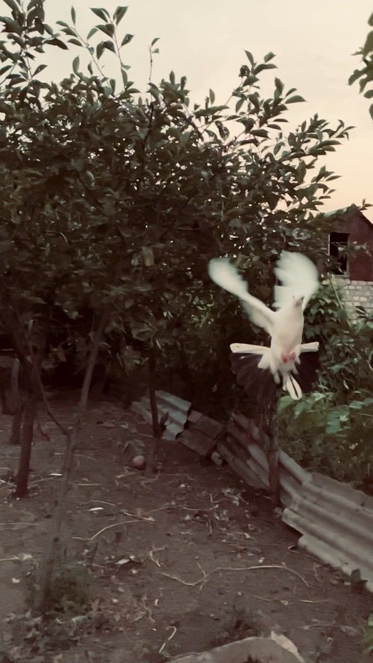 TikTok video thumbnail by kocesgersky
