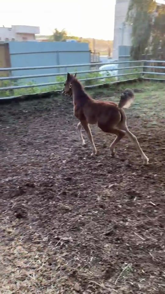 TikTok video thumbnail by barboorstud