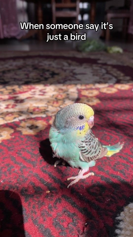 TikTok video thumbnail by pgofbudgies