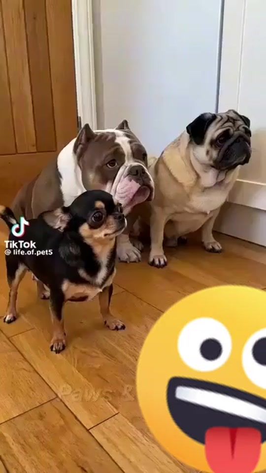 TikTok video thumbnail by prikollar863