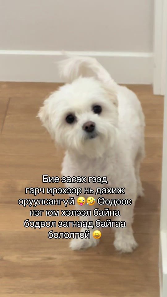 TikTok video thumbnail by soos_mng