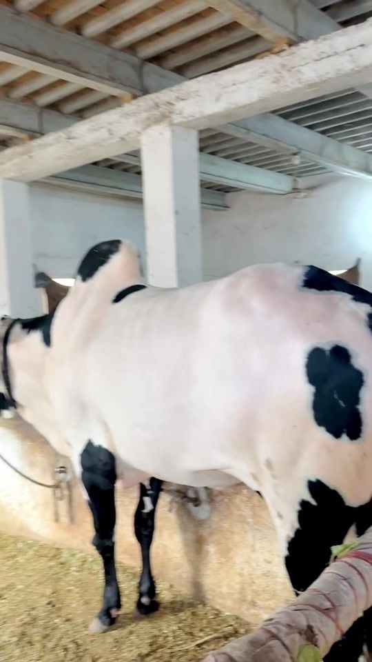 TikTok video thumbnail by a.wasay115