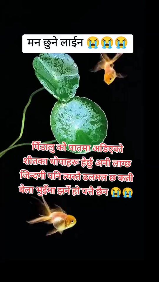 TikTok video thumbnail by bombahadurkhadka1