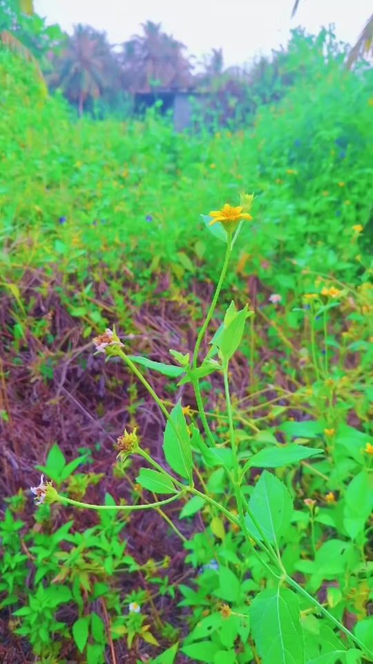 TikTok video thumbnail by rahu_rahoo