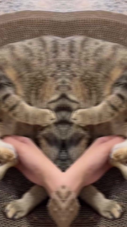 TikTok video thumbnail by ____fish_fish