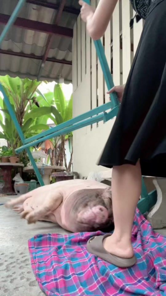 TikTok video thumbnail by mumu.minipig