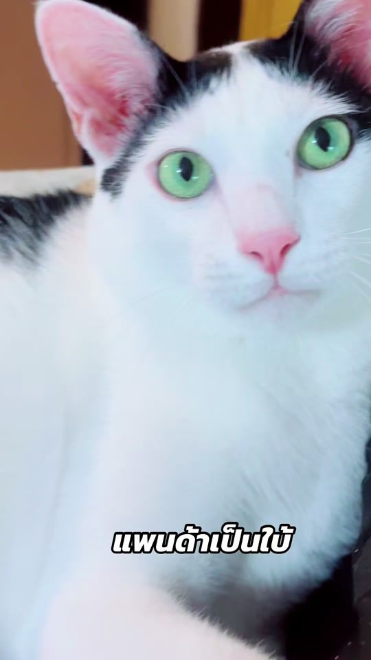 TikTok video thumbnail by nuttarichut