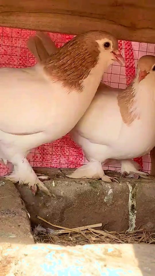 TikTok video thumbnail by nomankhangopang00