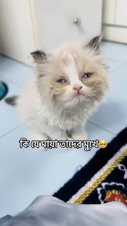 TikTok video thumbnail by dampur_bou