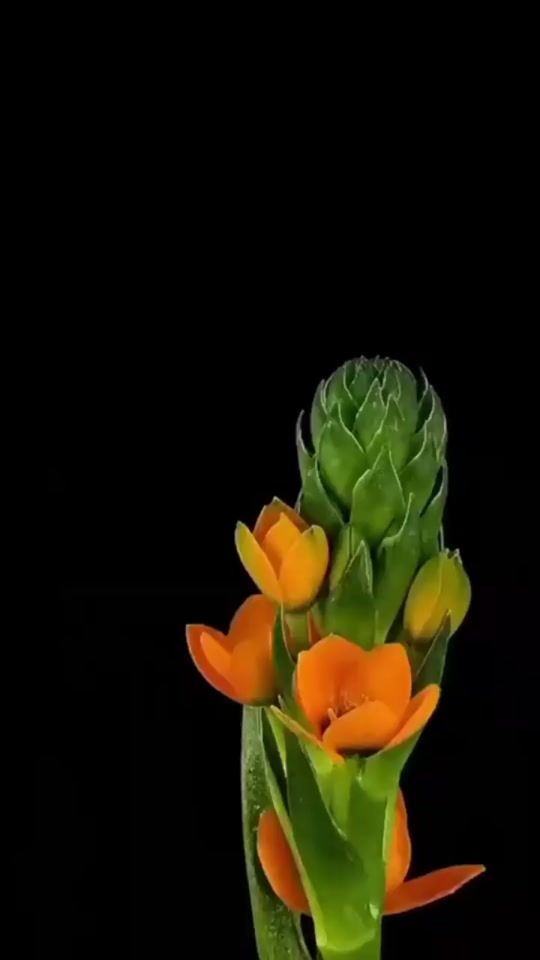 TikTok video thumbnail by _r_e_l_a_x_096