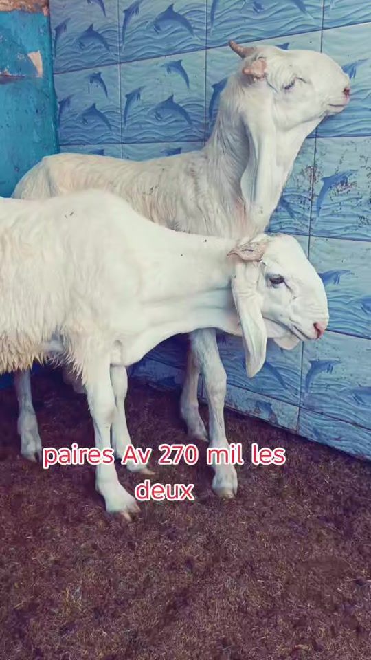 TikTok video thumbnail by soldaroufallou12