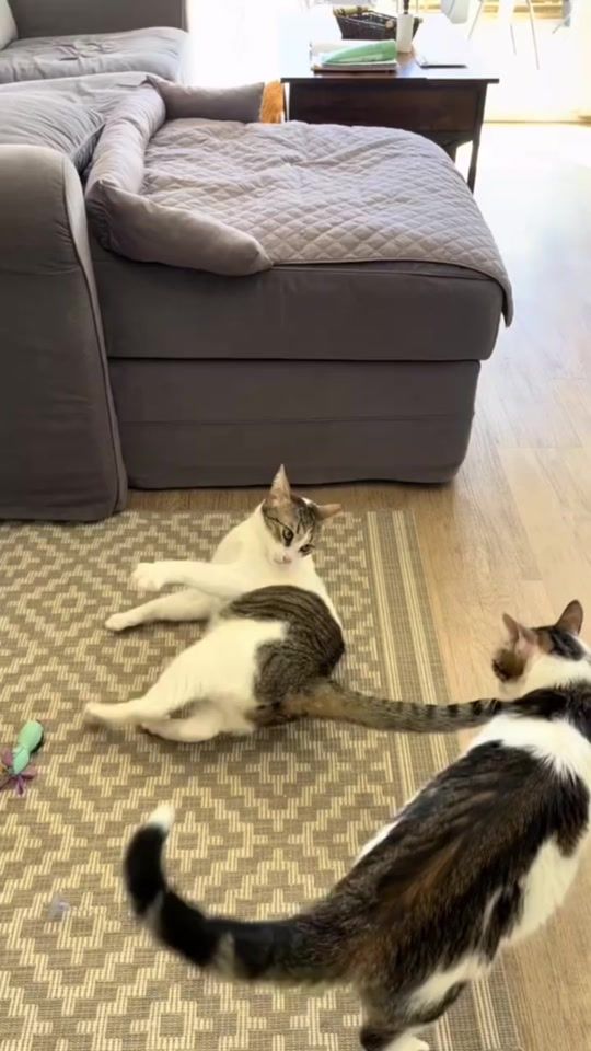 TikTok video thumbnail by asa.leoo