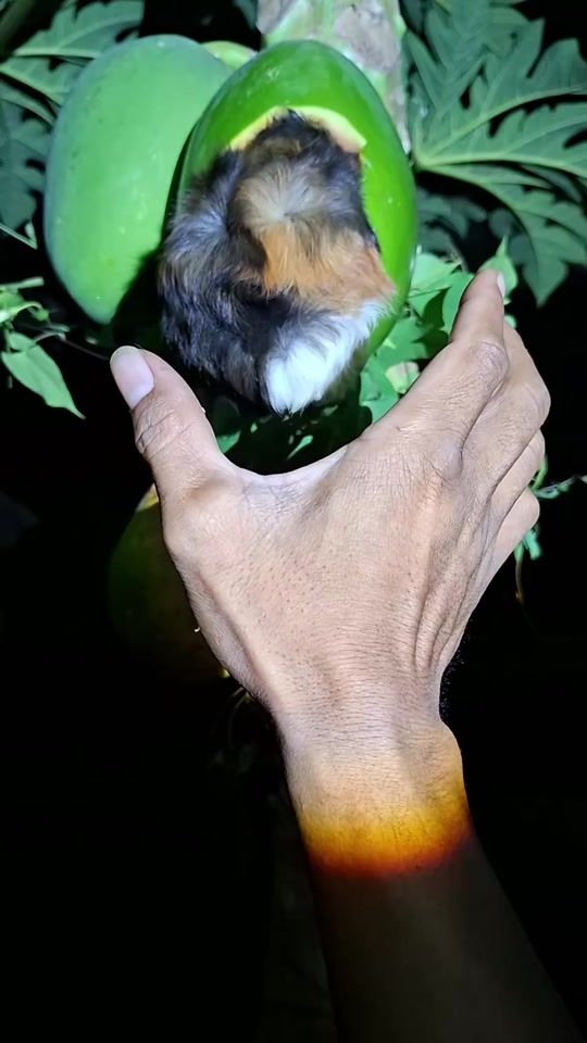 TikTok video thumbnail by mohsinsarker1