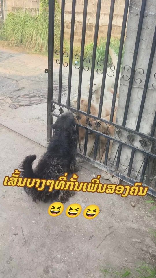 TikTok video thumbnail by dolala4