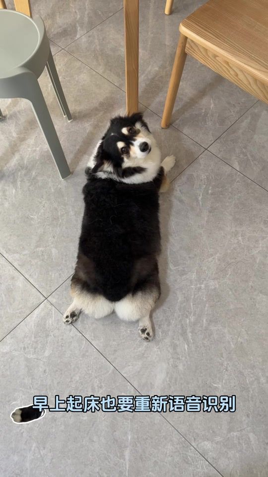 TikTok video thumbnail by corgi.curry