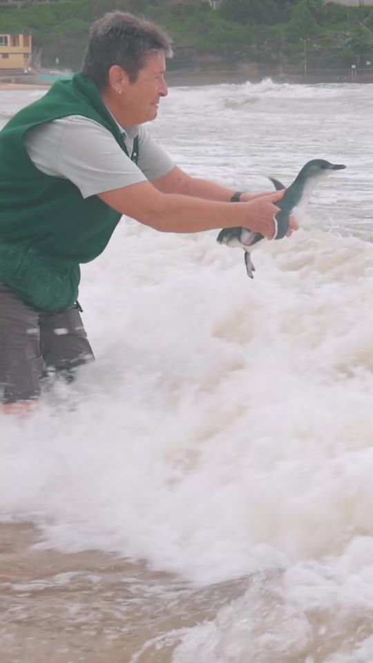 TikTok video thumbnail by tarongazoo