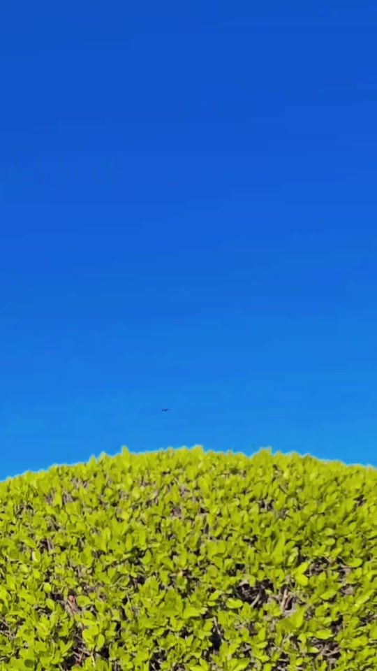 TikTok video thumbnail by amiraliking804