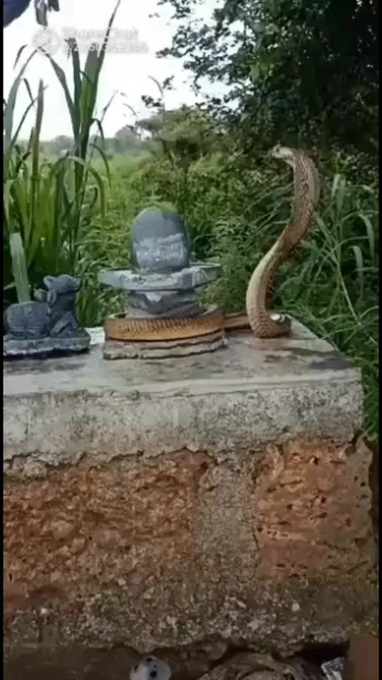 TikTok video thumbnail by sivanadiyaval
