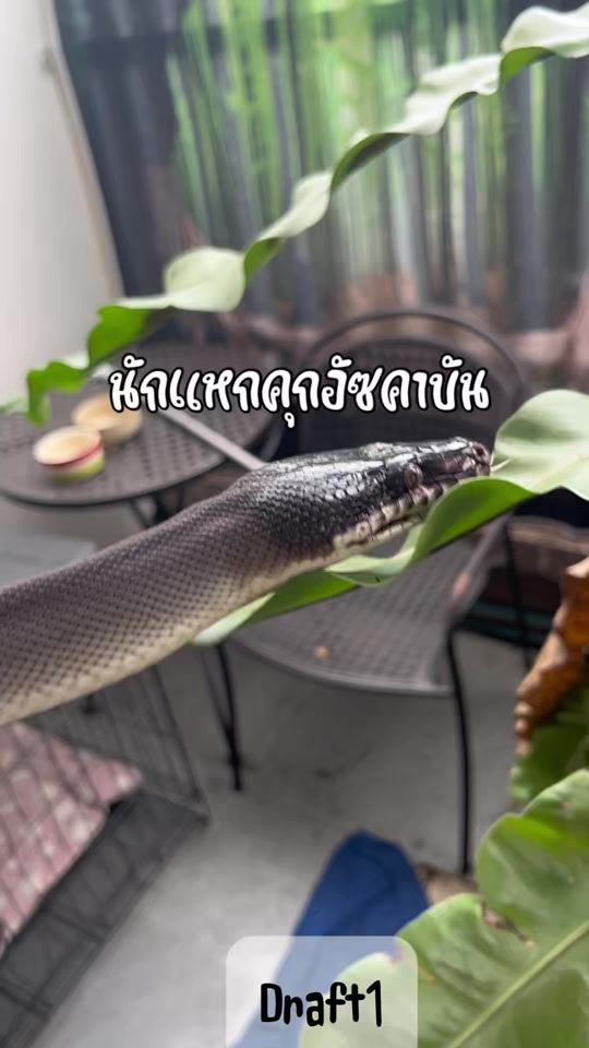 TikTok video thumbnail by pimandjedii