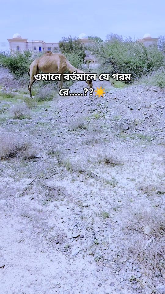 TikTok video thumbnail by mdsahabuddinprobashi