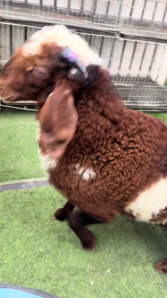 TikTok video thumbnail by yakir7714
