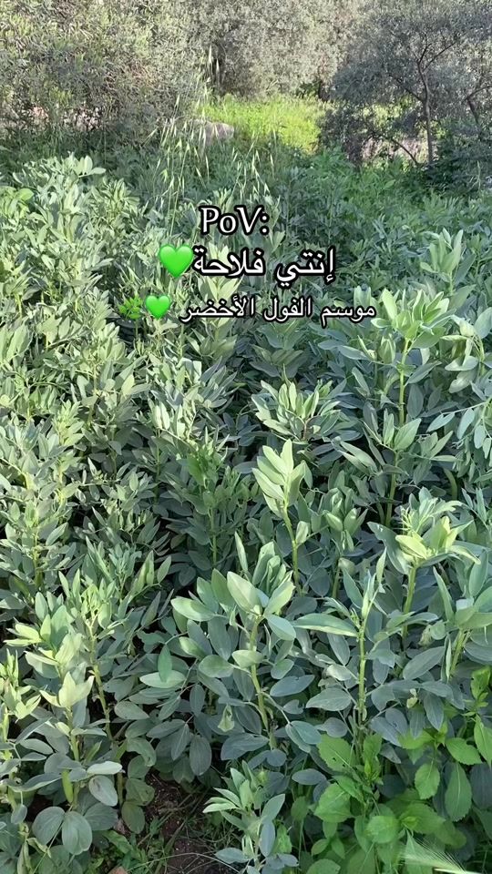 TikTok video thumbnail by raghda.1998