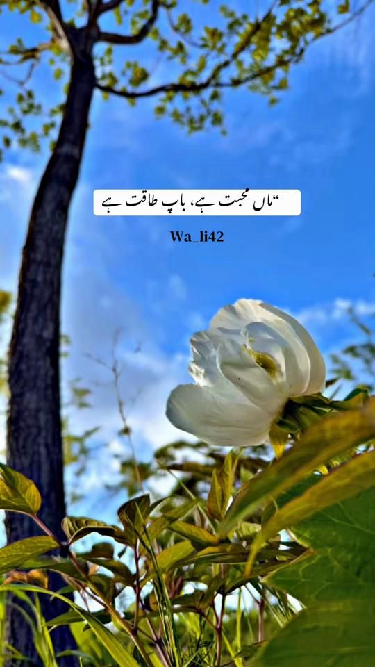 TikTok video thumbnail by wa_li42