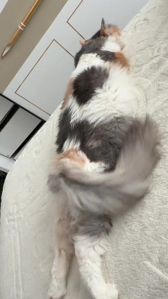 TikTok video thumbnail by nehiir_571