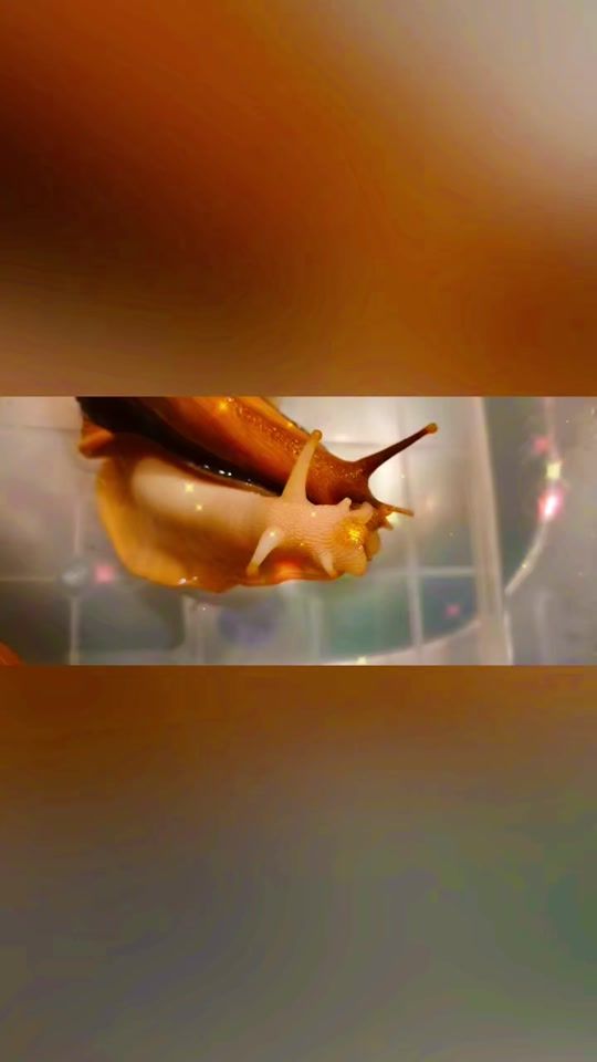 TikTok video thumbnail by user2197471254032
