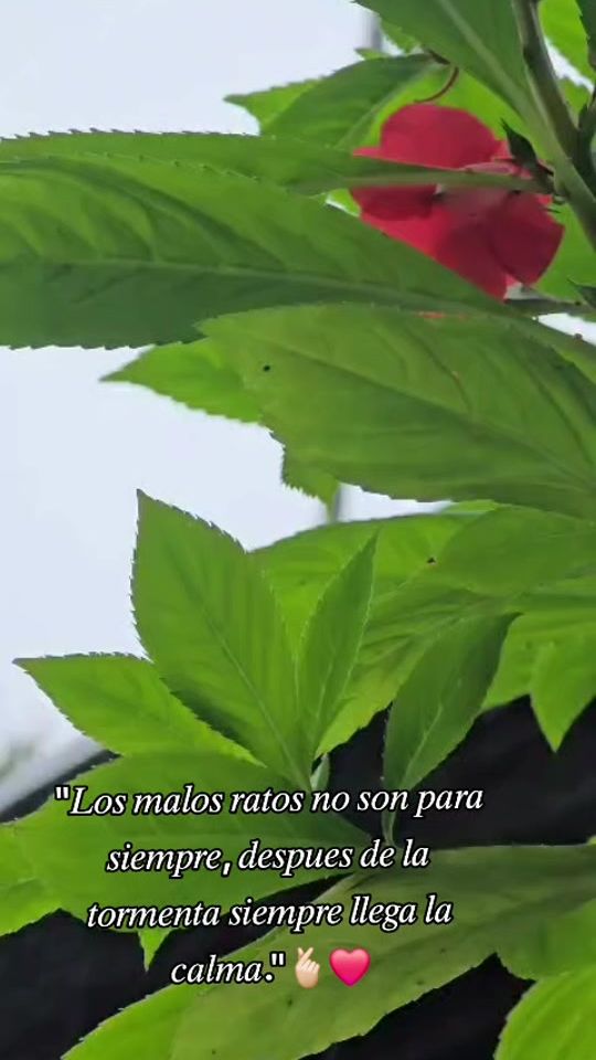 TikTok video thumbnail by silencioporfa0