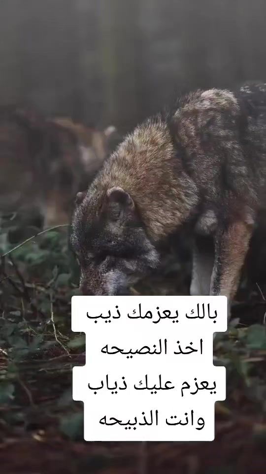 TikTok video thumbnail by mksx137