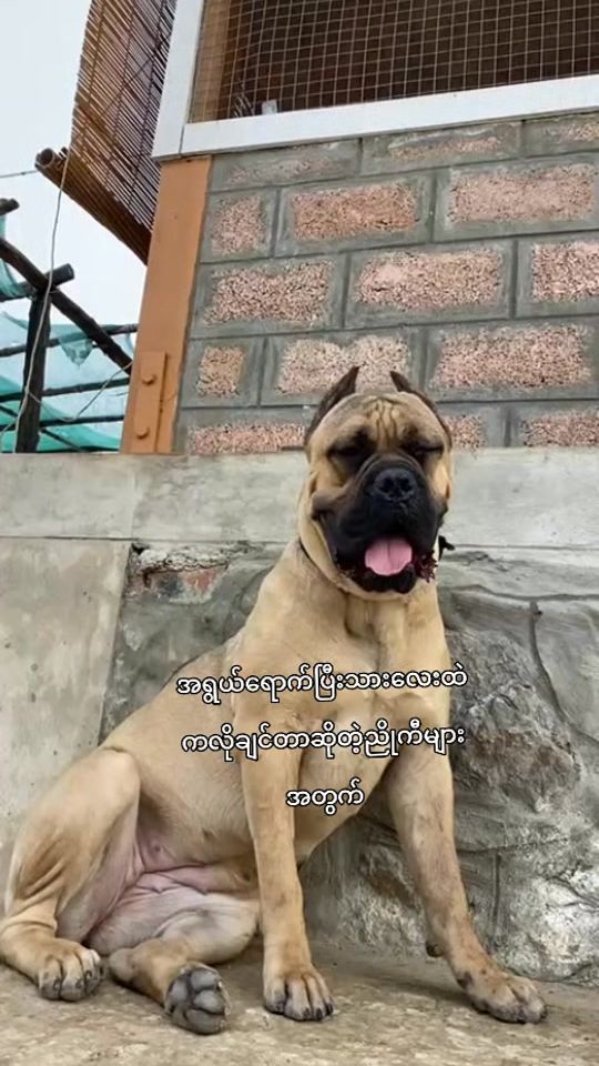 TikTok video thumbnail by hummer.dogoargent