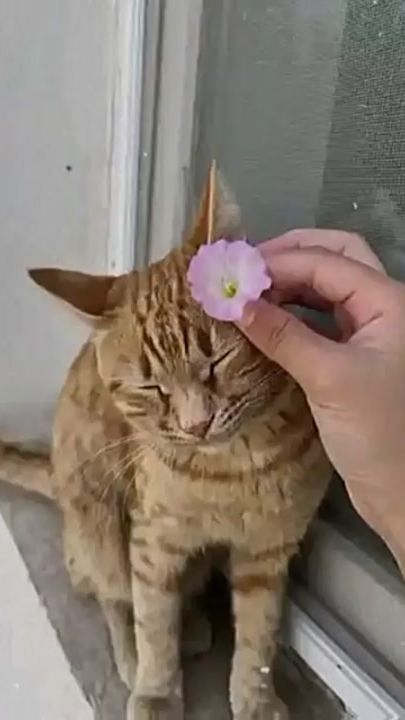 TikTok video thumbnail by user617572191