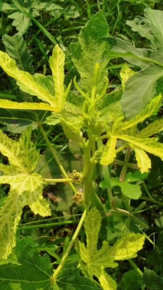 TikTok video thumbnail by jpchy26