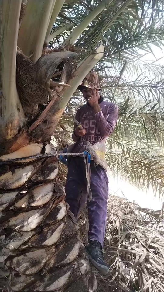 TikTok video thumbnail by waii351