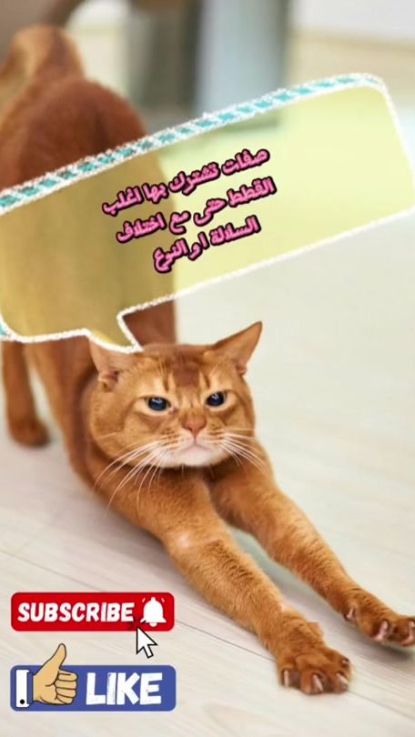 TikTok video thumbnail by leadah29
