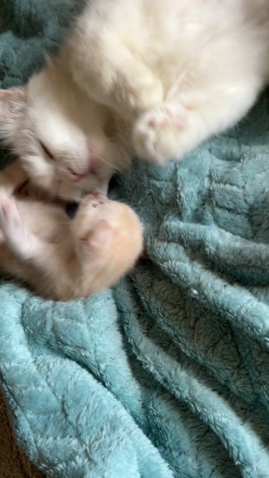 TikTok video thumbnail by _lulu29