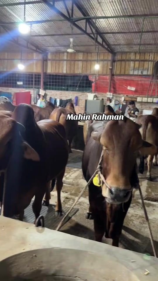 TikTok video thumbnail by mahin_rahman_4