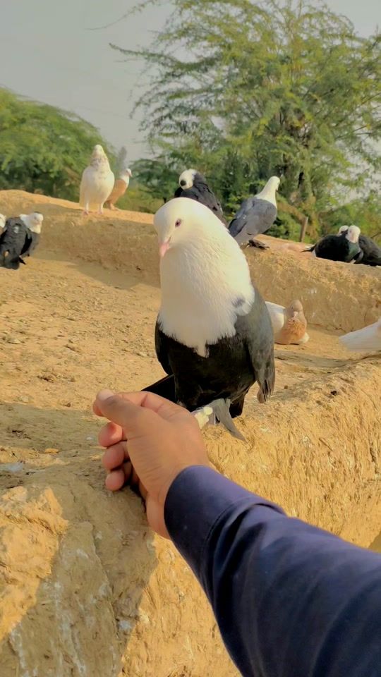 TikTok video thumbnail by muhammad_qasim_official