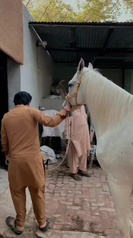 TikTok video thumbnail by mohsinmalik1955